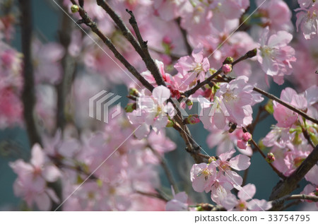 Cherry blossoms in full bloom Cherry blossoms in full bloom 33754795
