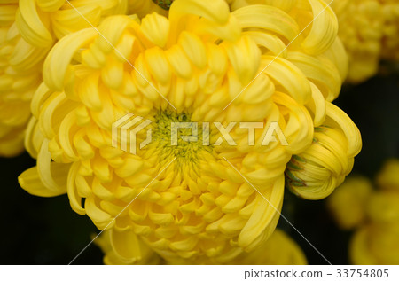 Yellow flower dandelion 33754805