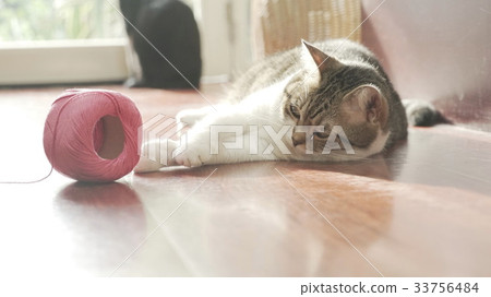 cat 33756484