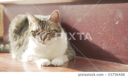 cat 33756486