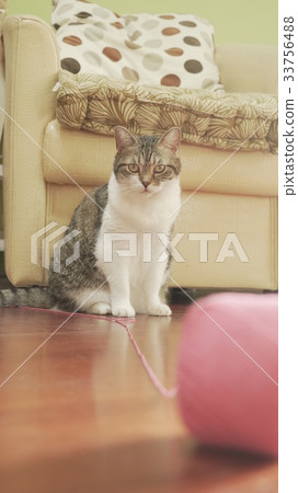 cat cat 33756488