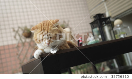 cat cat 33756510