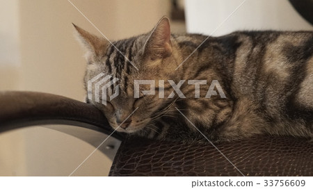 cat cat 33756609