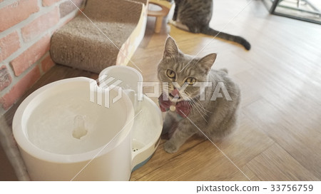 cat 33756759