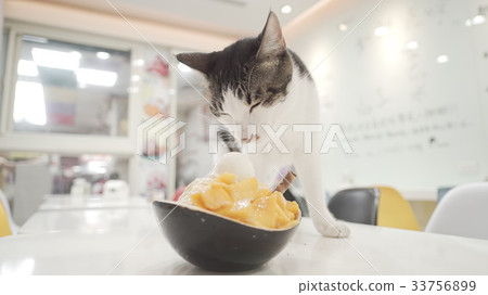 cat and mango ice cat and mango ice 33756899