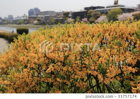 flower and plant leaf background 33757174