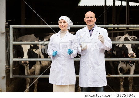 Two veterinarians in cowshed. 33757943