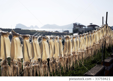 Squid Drying, Chougido, Hankyung, Jeju, Jeju Island Squid Drying, Chougido, Hankyung, Jeju, Jeju Island 33759421