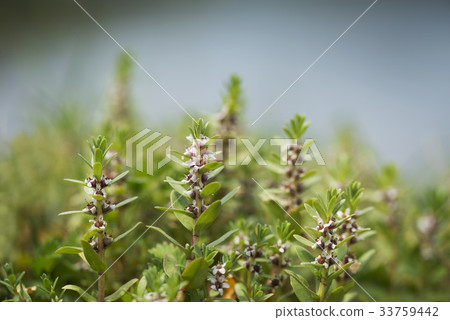 A springtime A springtime 33759442