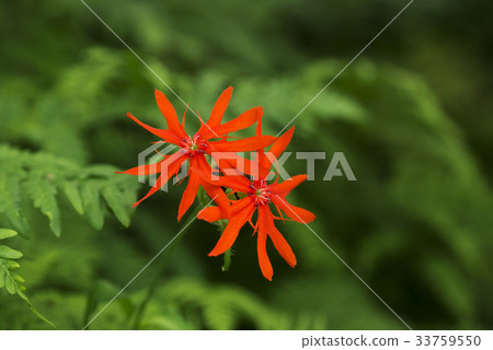 Hairy flower Hairy flower 33759550