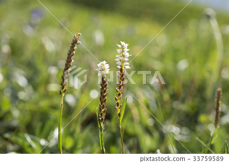 Mr. Bong Tack Mr. Bong Tack 33759589