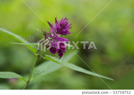 A new daughter-in-law 33759752