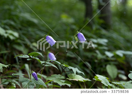 Geumgang Lantern 33759836