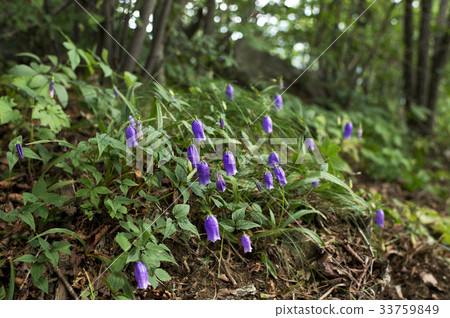 Geumgang Lantern 33759849