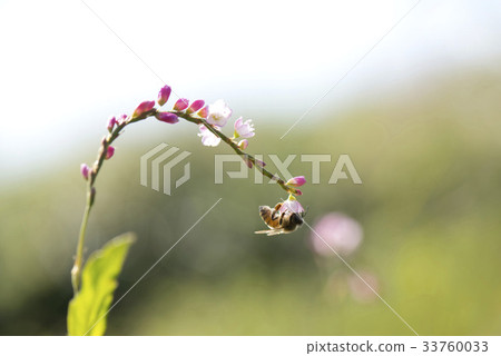 蜜蜂,花 蜜蜂,花 33760033