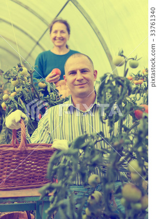 Woman and man in tomato plant Woman and man in tomato plant 33761340