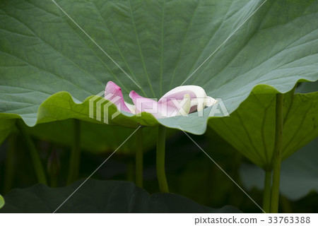 Petal, lotus, lotus leaf Petal, lotus, lotus leaf 33763388