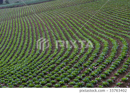 Chinese cabbage field, Anbendegi, Wangsan-myeon, Gangneung-si, Gangwon-do 33763402