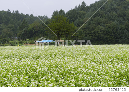 Buckwheat field, Bongpyeong, Pyeongchang-gun, Gangwon-do 33763423