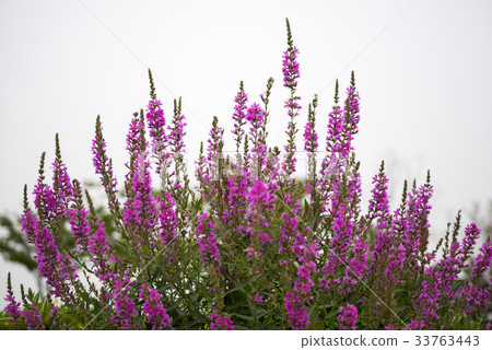 Buddha Buddha 33763443