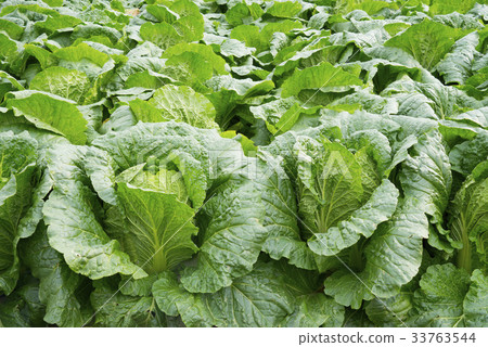 大白菜，大白菜領域 33763544