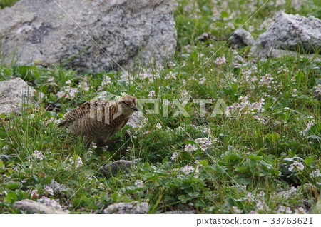 雷鳥:飛蛾 雷鳥:飛蛾 33763621