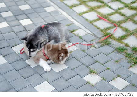 two puppies Husky. Litter dogs sleeping on the two puppies Husky. Litter dogs sleeping on the 33763725