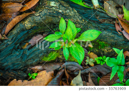 Green plant growing among the dry leaf Green plant growing among the dry leaf 33763909