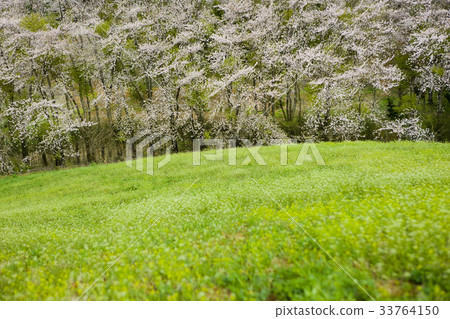 Seosan City, Chungnam Seosan City, Chungnam 33764150