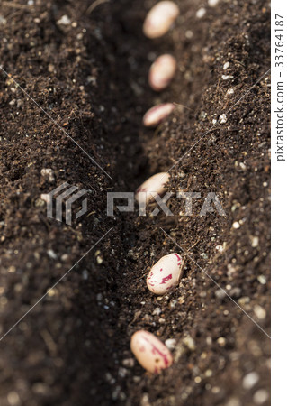 kidney bean kidney bean 33764187