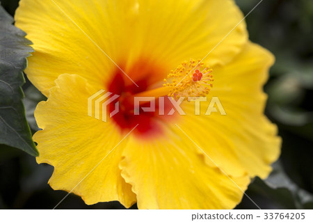 Hawaiian hibiscus 33764205