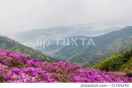 Azalea, Hwangmae Mountain, Hapcheon, Gyeongnam 33764240
