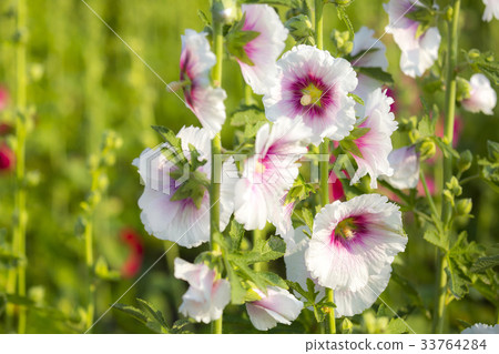 hollyhock 33764284