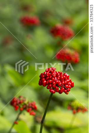 Ginseng seed Ginseng seed 33764325