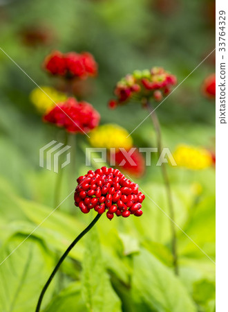 Ginseng seed 33764329