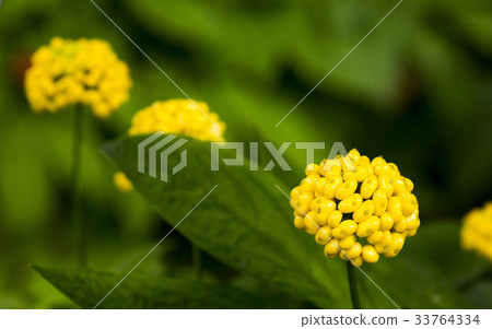 Ginseng seed 33764334