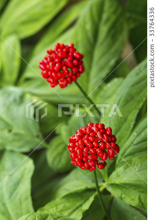Ginseng seed Ginseng seed 33764336