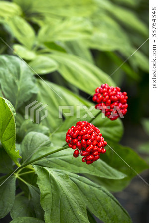 Ginseng seed 33764348