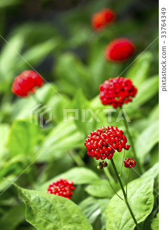 Ginseng seed Ginseng seed 33764349