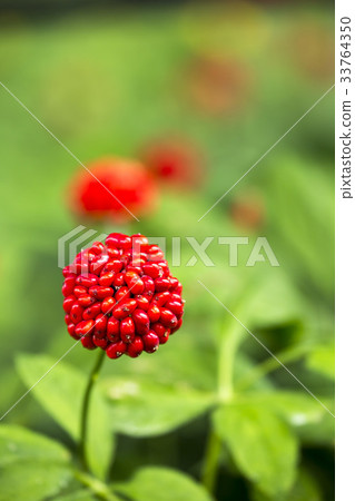 Ginseng seed Ginseng seed 33764350