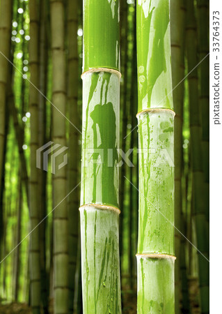 Bamboo, Damyang-gun, Jeonnam 33764373