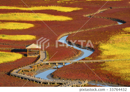 Chilgumcho, Taipingyorei Botanical Garden, Jindo, Shinan County, Jeonnam 33764432