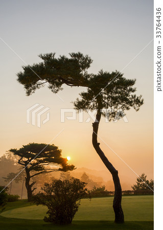 Pine Tree, Hildesheim Country Club, Jecheon City, Chungbuk Province 33764436
