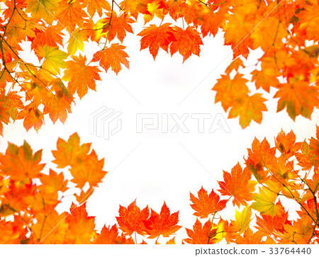 Maple leaf Maple leaf 33764440