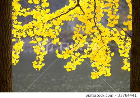 銀杏葉，南怡島，春川市，江原道 33764441