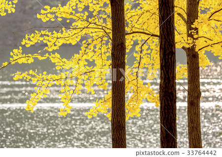 銀杏，南怡島，春川，江原道 33764442