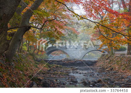 Maple trees, Dalseo-gun, Seununsa, Seonunsan, Gochang-gun, Jeonbuk Maple trees, Dalseo-gun, Seununsa, Seonunsan, Gochang-gun, Jeonbuk 33764458