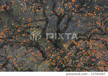 柿子，柿子，Youngdong-gun，Chungbuk 33764467