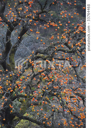 柿子，柿子，Youngdong-gun，Chungbuk 33764468