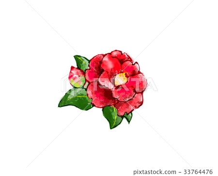 Camellia Camellia 33764476